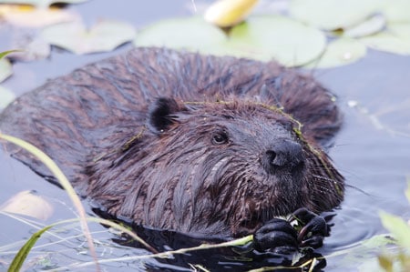 Beavers provide many ecosystem benefits